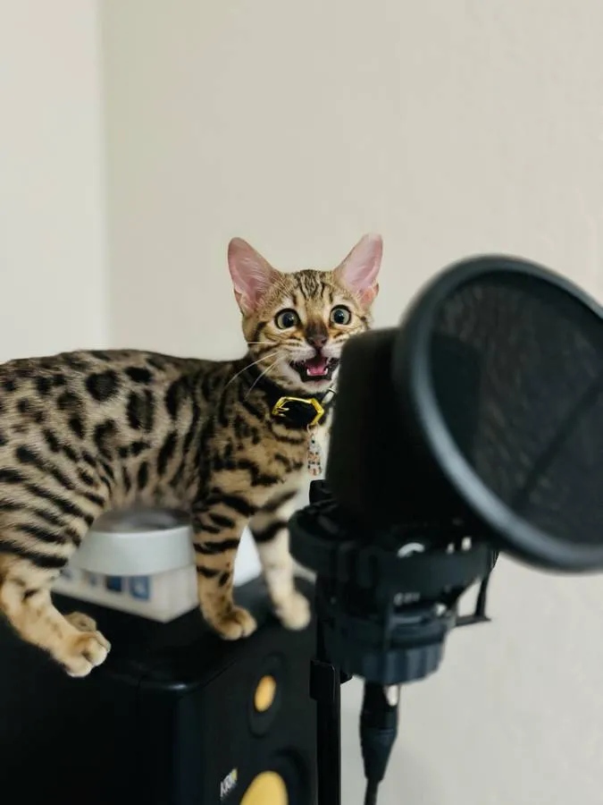 Tiger - Photo 1